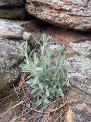 Pseudognaphalium canescens, photograph (c) Stephen Hornbeck, some rights reserved (CC BY)