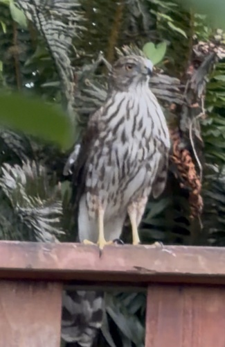 Cooper's Hawk observed by ana_sea