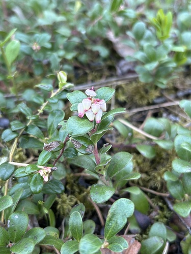 Lingonberry