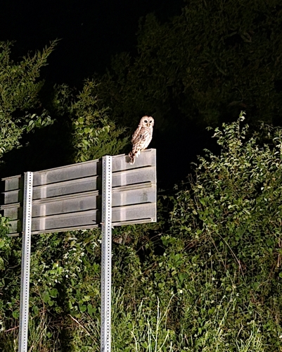 Barred Owl observed by soffield