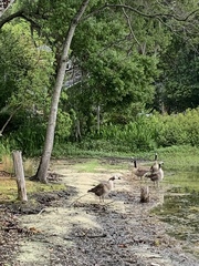 Branta canadensis image