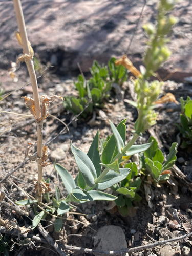 Penstemon secundiflorus, photograph 5