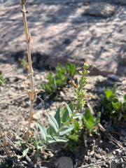 Penstemon secundiflorus, photograph (c) Stephen Hornbeck, some rights reserved (CC BY)