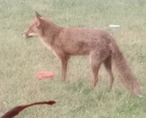 European Red Fox observed by mothyfriend