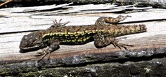 Sceloporus anahuacus