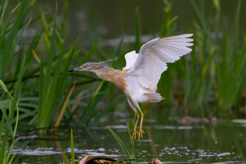 iNaturalist image