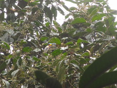 Andigena laminirostris