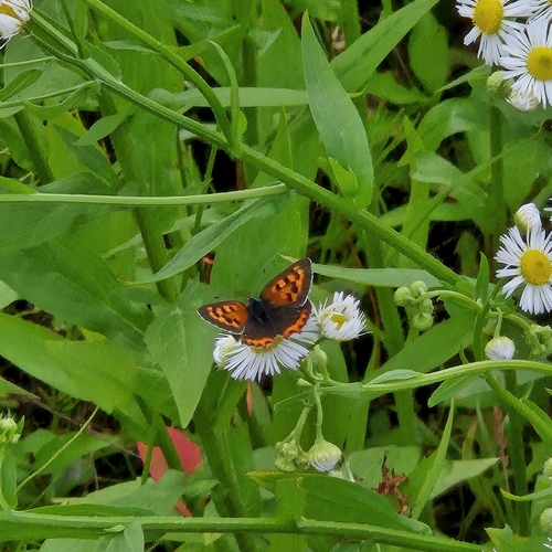 Small Copper