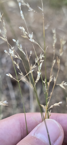 Melica imperfecta, photograph 1