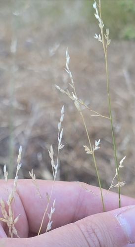 Melica imperfecta, photograph 2