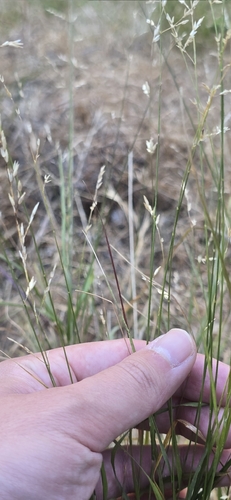 Melica imperfecta, photograph 3