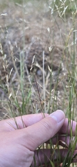 Melica imperfecta, photograph (c) Jonas Katona, some rights reserved (CC BY)