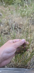 Melica imperfecta, photograph (c) Jonas Katona, some rights reserved (CC BY)