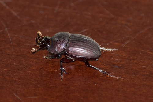 Copris signatus
