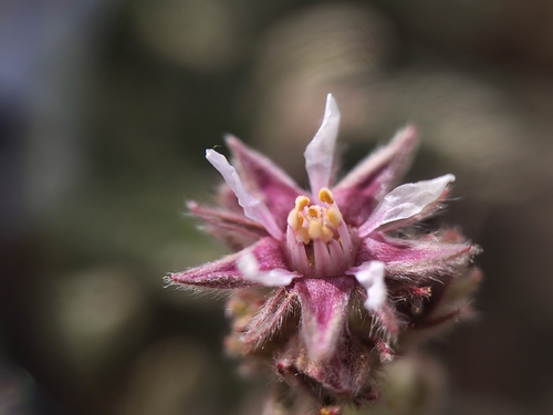 Horkelia hendersonii