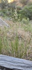 Melica imperfecta, photograph (c) Jonas Katona, some rights reserved (CC BY)