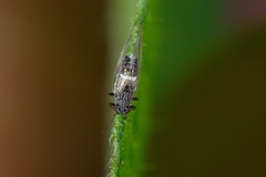 Bactericera cockerelli