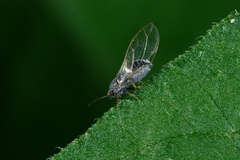 Bactericera cockerelli