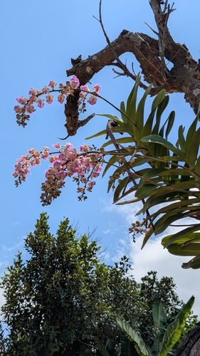 Aerides crispa, 2026-05-31