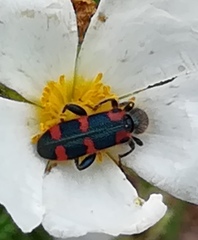 Trichodes leucopsideus