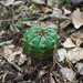 Gymnocalycium anisitsii - Photo (c) Martin Lowry, some rights reserved (CC BY-NC), uploaded by Martin Lowry