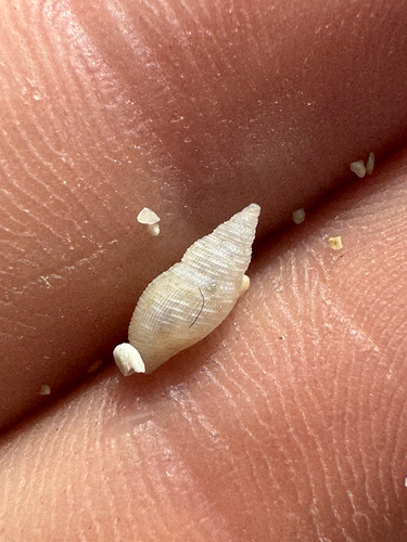 Daphnella interrupta observed 2026-06-01