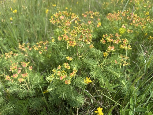 Cypress spurge (Euphorbia cyparissias)