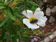 Trichodes leucopsideus