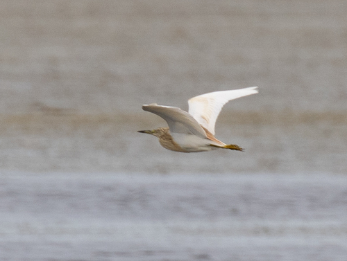 iNaturalist: (c) avocat, some rights reserved (CC BY-NC), uploaded by avocat iNaturalist image