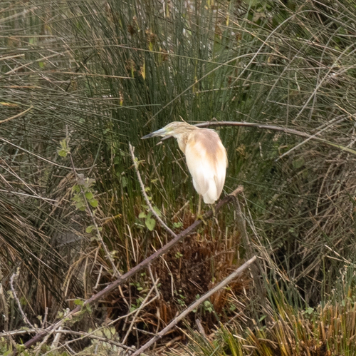 iNaturalist: (c) avocat, some rights reserved (CC BY-NC), uploaded by avocat iNaturalist image