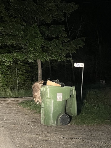 Common Raccoon observed by scoopedmelon