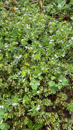 Galium, 2026-06-02