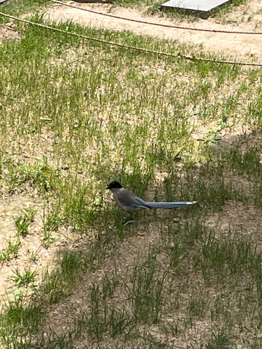 Azure-winged Magpie
