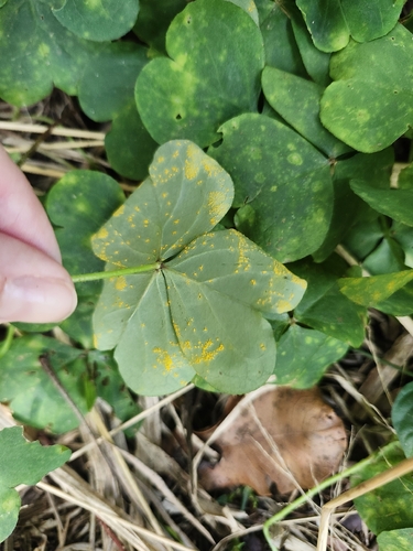 Puccinia oxalidis observed 2026-06-01