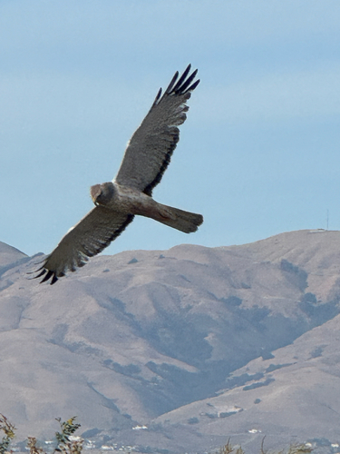 Northern Harrier observed by starriels
