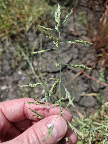 european alkali grass