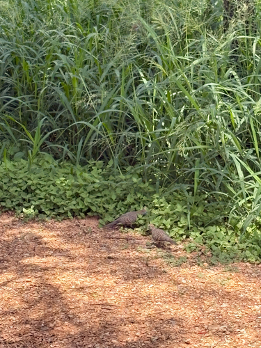 Zebra Dove