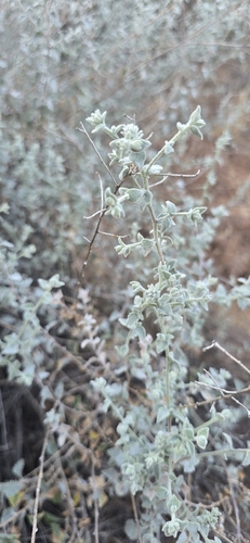 Brickellia nevinii, photograph 4