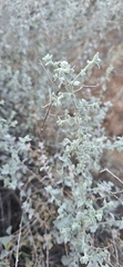 Brickellia nevinii, photograph (c) Jonas Katona, some rights reserved (CC BY)