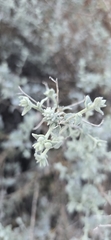 Brickellia nevinii, photograph (c) Jonas Katona, some rights reserved (CC BY)