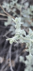 Brickellia nevinii, photograph (c) Jonas Katona, some rights reserved (CC BY)