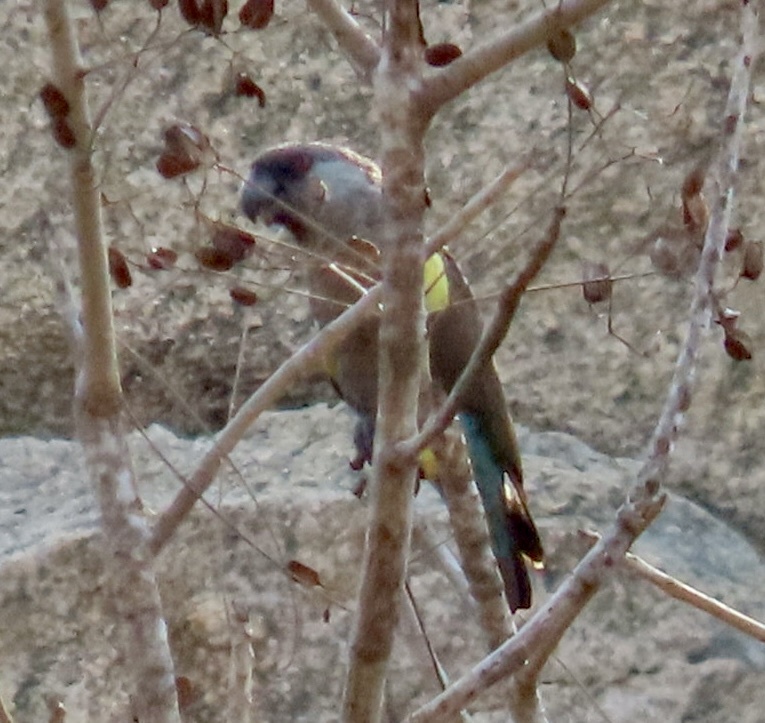 Rüppell's Parrot (Poicephalus rueppellii), photo 8