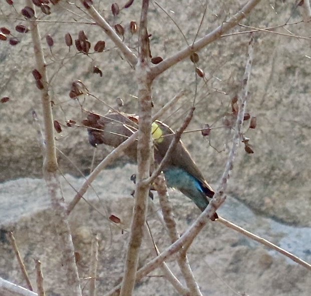 Rüppell's Parrot (Poicephalus rueppellii), photo 9