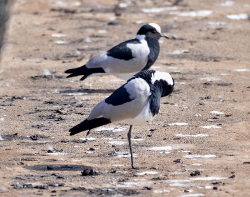iNaturalist image