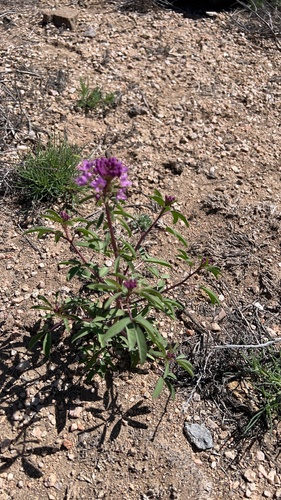 Rocky Mountain Beeplant