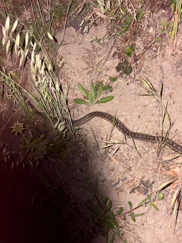 Gopher Snake observed by lie-lie
