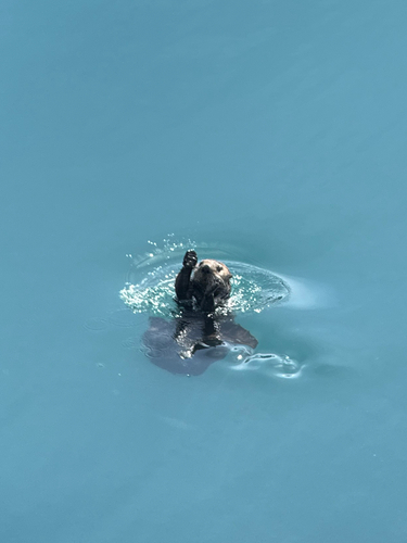 Sea Otter observed by ingvildriska