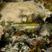 Moapa Dace - Photo (c) Mark Hereford, some rights reserved (CC BY-NC), uploaded by Mark Hereford