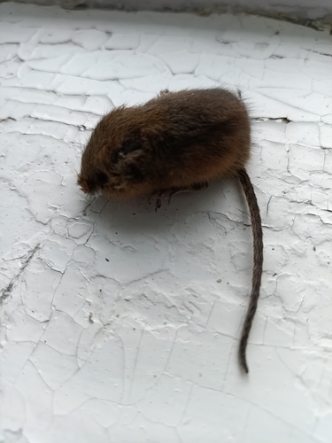 Eurasian Harvest Mouse