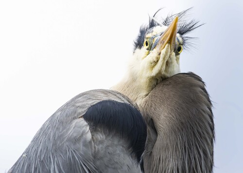 Great Blue Heron photographed in California